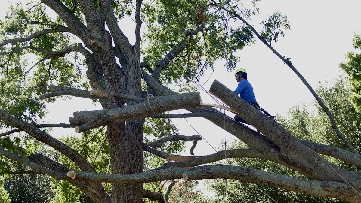 Professional Crown Thinning performed by certified arborists in Glenoma